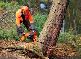 How Our Tree Care Process Works  in  Bellair Meadowbrook Terrace, FL